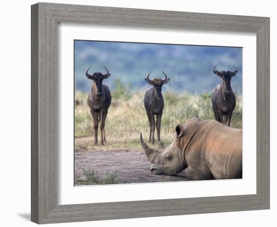 White Rhino, Hluhluwe Umfolozi Park, Kwazulu Natal, South Africa, Africa-Toon Ann & Steve-Framed Photographic Print