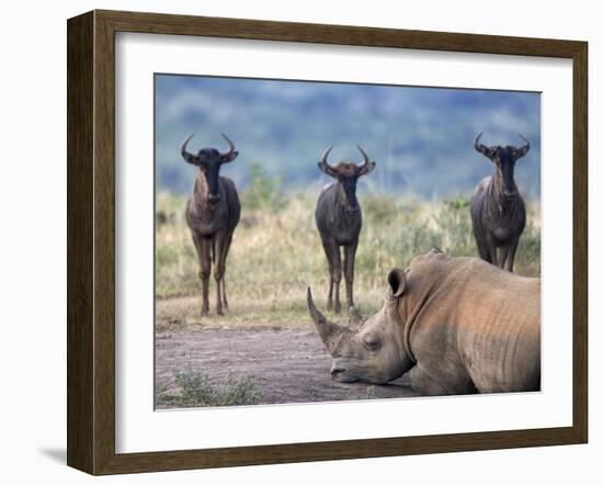 White Rhino, Hluhluwe Umfolozi Park, Kwazulu Natal, South Africa, Africa-Toon Ann & Steve-Framed Photographic Print