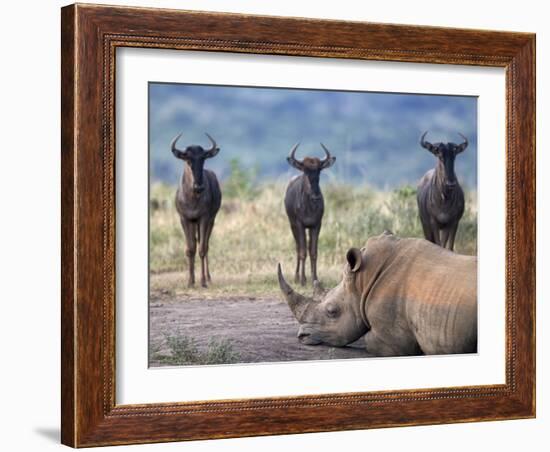 White Rhino, Hluhluwe Umfolozi Park, Kwazulu Natal, South Africa, Africa-Toon Ann & Steve-Framed Photographic Print