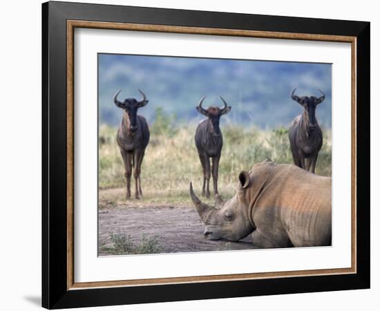 White Rhino, Hluhluwe Umfolozi Park, Kwazulu Natal, South Africa, Africa-Toon Ann & Steve-Framed Photographic Print