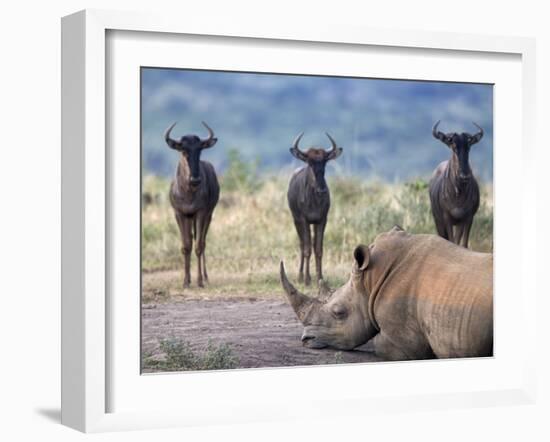 White Rhino, Hluhluwe Umfolozi Park, Kwazulu Natal, South Africa, Africa-Toon Ann & Steve-Framed Photographic Print