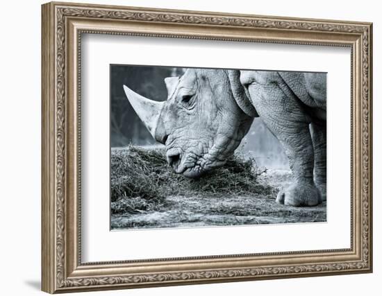 White Rhino In Black And White Eating-goinyk-Framed Photographic Print