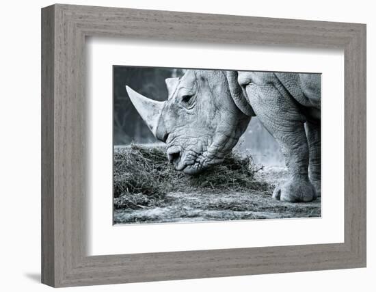 White Rhino In Black And White Eating-goinyk-Framed Photographic Print