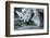 White Rhino In Black And White Eating-goinyk-Framed Photographic Print