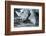 White Rhino In Black And White Eating-goinyk-Framed Photographic Print