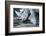 White Rhino In Black And White Eating-goinyk-Framed Photographic Print