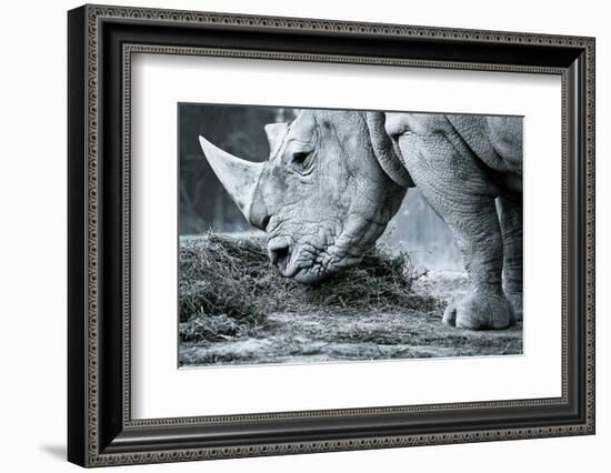 White Rhino In Black And White Eating-goinyk-Framed Photographic Print