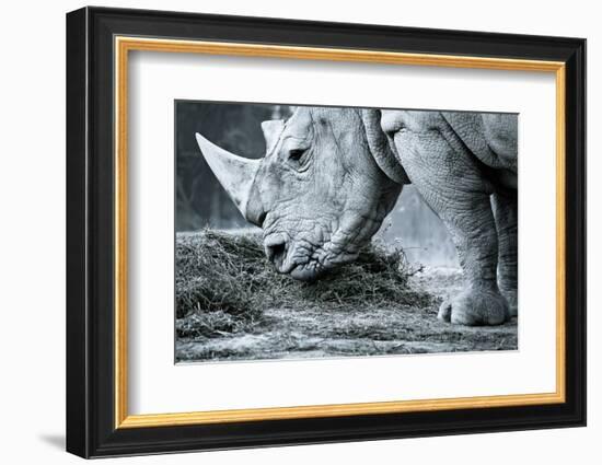White Rhino In Black And White Eating-goinyk-Framed Photographic Print