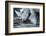 White Rhino In Black And White Eating-goinyk-Framed Photographic Print