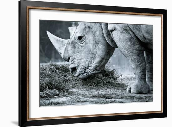 White Rhino In Black And White Eating-goinyk-Framed Photographic Print