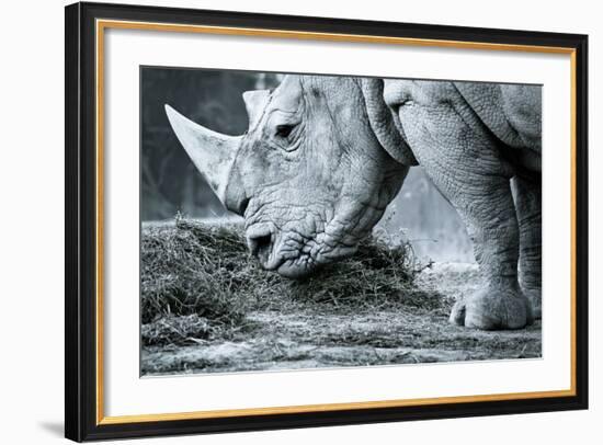 White Rhino In Black And White Eating-goinyk-Framed Photographic Print