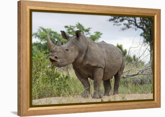 White Rhino, Sabi Sabi Reserve, South Africa-Paul Souders-Framed Premier Image Canvas