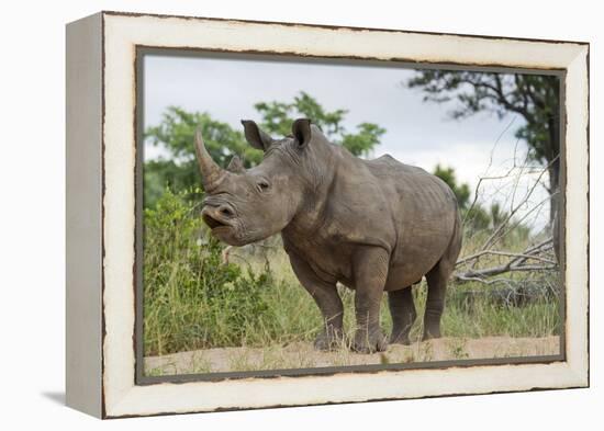 White Rhino, Sabi Sabi Reserve, South Africa-Paul Souders-Framed Premier Image Canvas