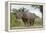 White Rhino, Sabi Sabi Reserve, South Africa-Paul Souders-Framed Premier Image Canvas