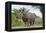 White Rhino, Sabi Sabi Reserve, South Africa-Paul Souders-Framed Premier Image Canvas