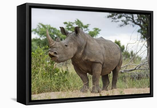 White Rhino, Sabi Sabi Reserve, South Africa-Paul Souders-Framed Premier Image Canvas