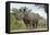 White Rhino, Sabi Sabi Reserve, South Africa-Paul Souders-Framed Premier Image Canvas