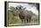 White Rhino, Sabi Sabi Reserve, South Africa-Paul Souders-Framed Premier Image Canvas