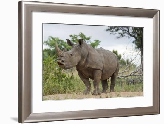 White Rhino, Sabi Sabi Reserve, South Africa-Paul Souders-Framed Photographic Print