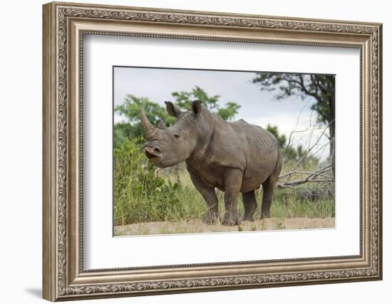 White Rhino, Sabi Sabi Reserve, South Africa-Paul Souders-Framed Photographic Print