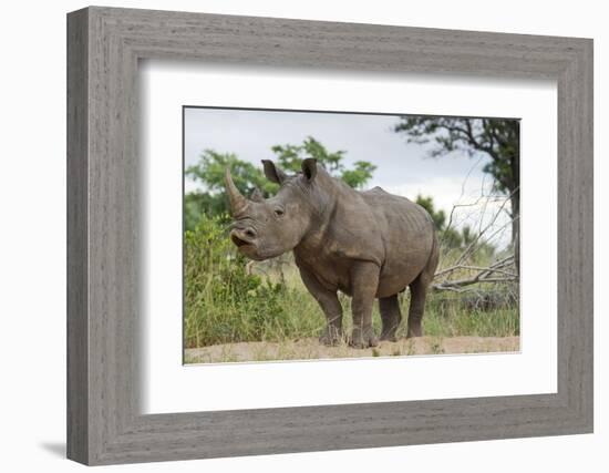 White Rhino, Sabi Sabi Reserve, South Africa-Paul Souders-Framed Photographic Print