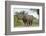 White Rhino, Sabi Sabi Reserve, South Africa-Paul Souders-Framed Photographic Print