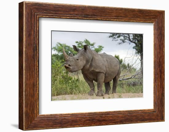 White Rhino, Sabi Sabi Reserve, South Africa-Paul Souders-Framed Photographic Print