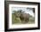 White Rhino, Sabi Sabi Reserve, South Africa-Paul Souders-Framed Photographic Print