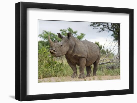 White Rhino, Sabi Sabi Reserve, South Africa-Paul Souders-Framed Photographic Print