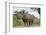 White Rhino, Sabi Sabi Reserve, South Africa-Paul Souders-Framed Photographic Print