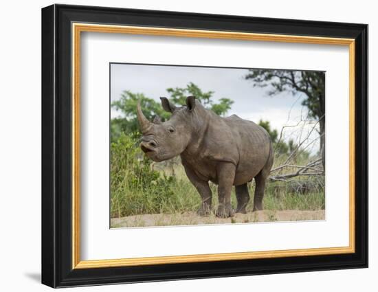 White Rhino, Sabi Sabi Reserve, South Africa-Paul Souders-Framed Photographic Print