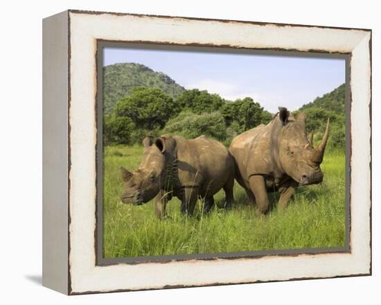 White Rhino, with Calf in Pilanesberg Game Reserve, South Africa-Steve & Ann Toon-Framed Premier Image Canvas