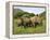 White Rhino, with Calf in Pilanesberg Game Reserve, South Africa-Steve & Ann Toon-Framed Premier Image Canvas