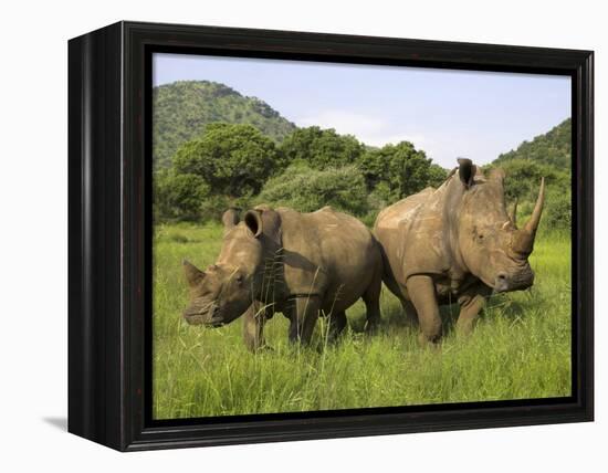 White Rhino, with Calf in Pilanesberg Game Reserve, South Africa-Steve & Ann Toon-Framed Premier Image Canvas