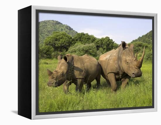 White Rhino, with Calf in Pilanesberg Game Reserve, South Africa-Steve & Ann Toon-Framed Premier Image Canvas