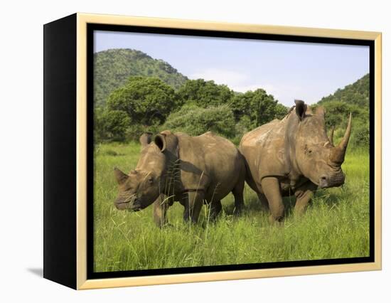 White Rhino, with Calf in Pilanesberg Game Reserve, South Africa-Steve & Ann Toon-Framed Premier Image Canvas