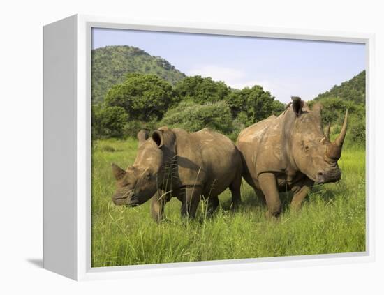 White Rhino, with Calf in Pilanesberg Game Reserve, South Africa-Steve & Ann Toon-Framed Premier Image Canvas