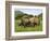 White Rhino, with Calf in Pilanesberg Game Reserve, South Africa-Steve & Ann Toon-Framed Photographic Print