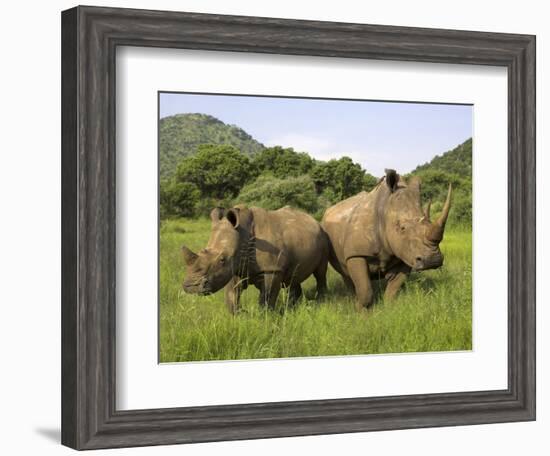 White Rhino, with Calf in Pilanesberg Game Reserve, South Africa-Steve & Ann Toon-Framed Photographic Print