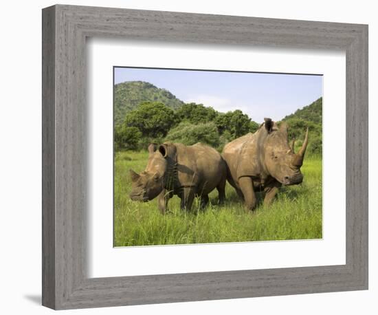 White Rhino, with Calf in Pilanesberg Game Reserve, South Africa-Steve & Ann Toon-Framed Photographic Print