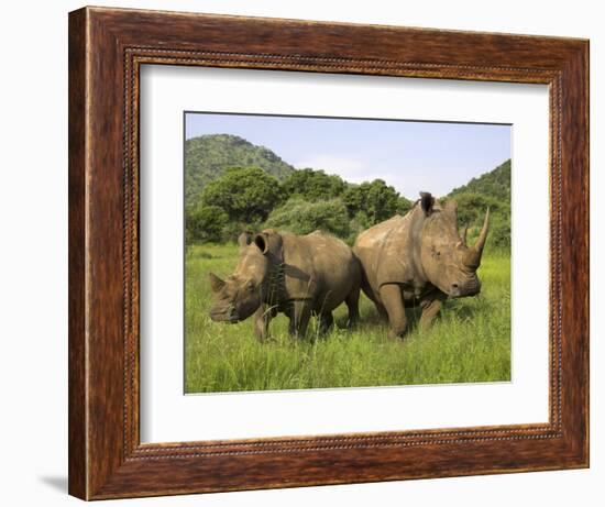 White Rhino, with Calf in Pilanesberg Game Reserve, South Africa-Steve & Ann Toon-Framed Photographic Print