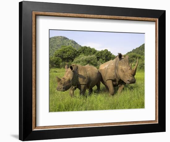 White Rhino, with Calf in Pilanesberg Game Reserve, South Africa-Steve & Ann Toon-Framed Photographic Print