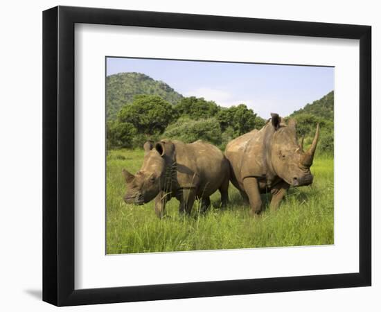 White Rhino, with Calf in Pilanesberg Game Reserve, South Africa-Steve & Ann Toon-Framed Photographic Print