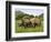 White Rhino, with Calf in Pilanesberg Game Reserve, South Africa-Steve & Ann Toon-Framed Photographic Print