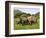 White Rhino, with Calf in Pilanesberg Game Reserve, South Africa-Steve & Ann Toon-Framed Photographic Print