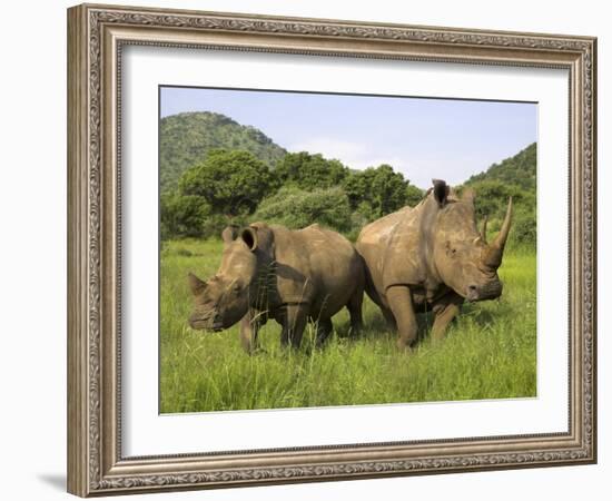 White Rhino, with Calf in Pilanesberg Game Reserve, South Africa-Steve & Ann Toon-Framed Photographic Print