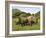 White Rhino, with Calf in Pilanesberg Game Reserve, South Africa-Steve & Ann Toon-Framed Photographic Print