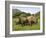 White Rhino, with Calf in Pilanesberg Game Reserve, South Africa-Steve & Ann Toon-Framed Photographic Print