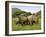 White Rhino, with Calf in Pilanesberg Game Reserve, South Africa-Steve & Ann Toon-Framed Photographic Print