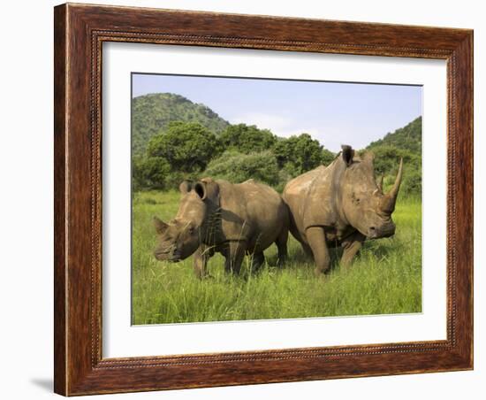 White Rhino, with Calf in Pilanesberg Game Reserve, South Africa-Steve & Ann Toon-Framed Photographic Print